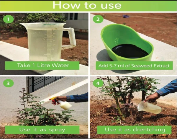 Seaweed Extract Liquid Agriculture Fertilizer Fruits and Vegetables Planting From Indian Exporter and Manufacturer