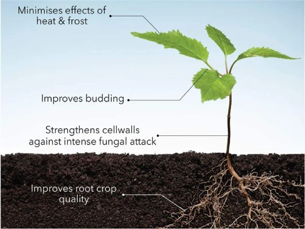 Seaweed Extract Liquid Agriculture Fertilizer Fruits and Vegetables Planting From Indian Exporter and Manufacturer