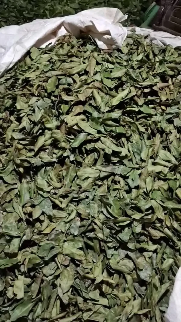 High Quality Graviola Soursop Fruit Powder Natural Wild Cultivation from Vietnam Bulk Selling Agriculture Product