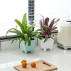 High Quality Miniature Succulent Plastic Self-Watering Planter Set Modern Automatic for Home Outdoor Use Comes Small Boxes