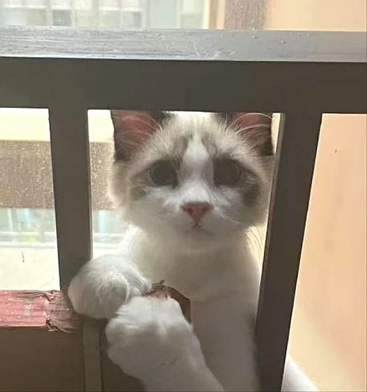 Lab Equipment Supplier 15ml Centrifuge Tube Rack Column Rack Centrifuge ESR test Tube Rack 50ml for Laboratory and School