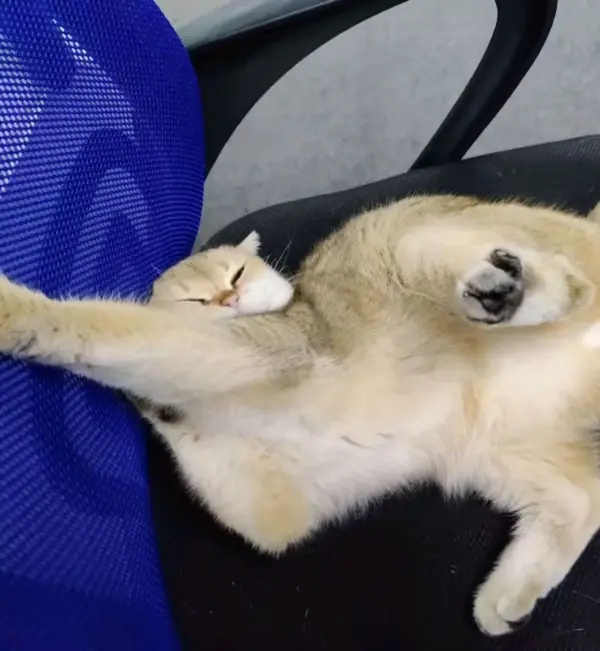 2024 Spring New Fashion Collection Casual Shoes Soft Sole Breathable Children Shoes Multicolor Baby Boy Shoes 2024 Spring New Fashion Collection Casual Shoes Soft Sole Breathable Children Shoes Multicolor Baby Boy Shoes